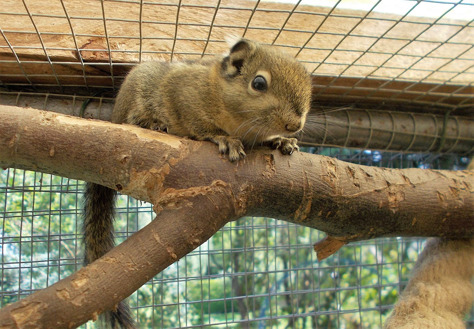 Abgabetiere Hörnchen - andreas-hobbyzuchts Webseite!