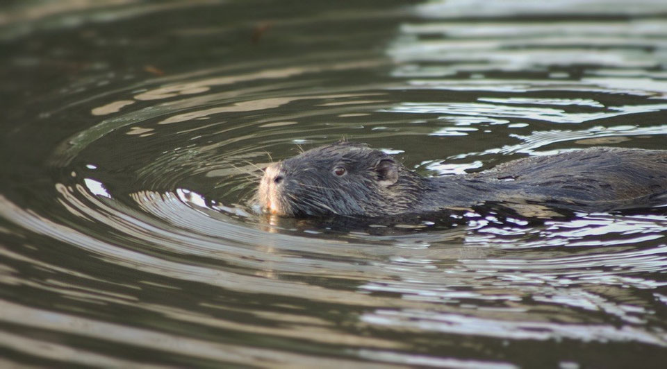 UNTERSCHIED Nutria,Biber,Bisam - Informationen über Nutria ( Myocastor ...