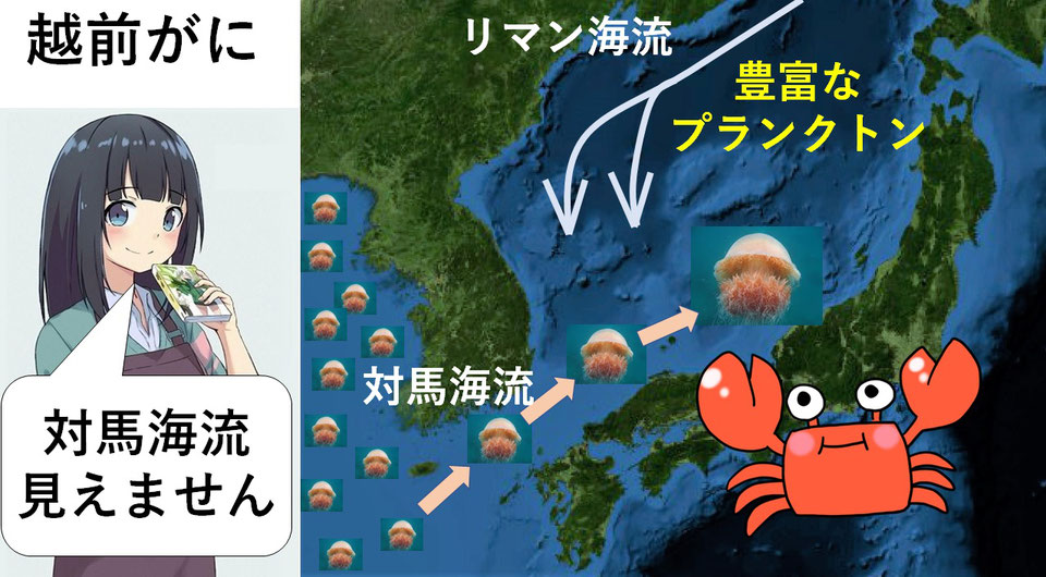 目に見える対馬海流