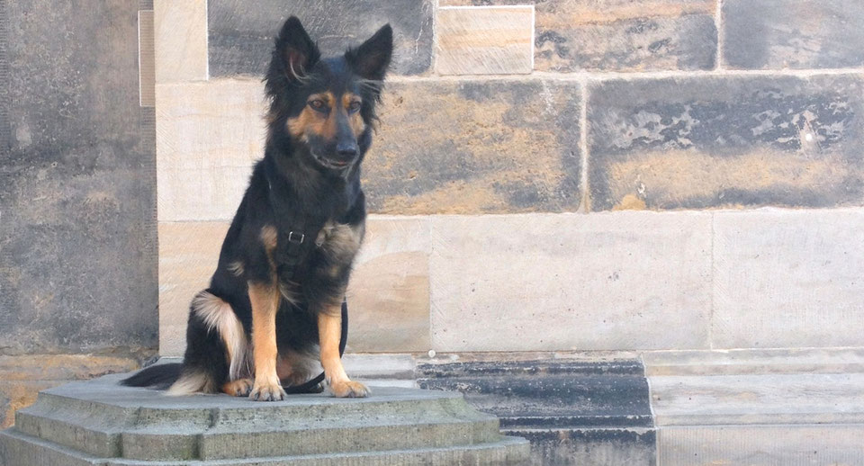 Einzeltraining Beziehungskiste MenschHund