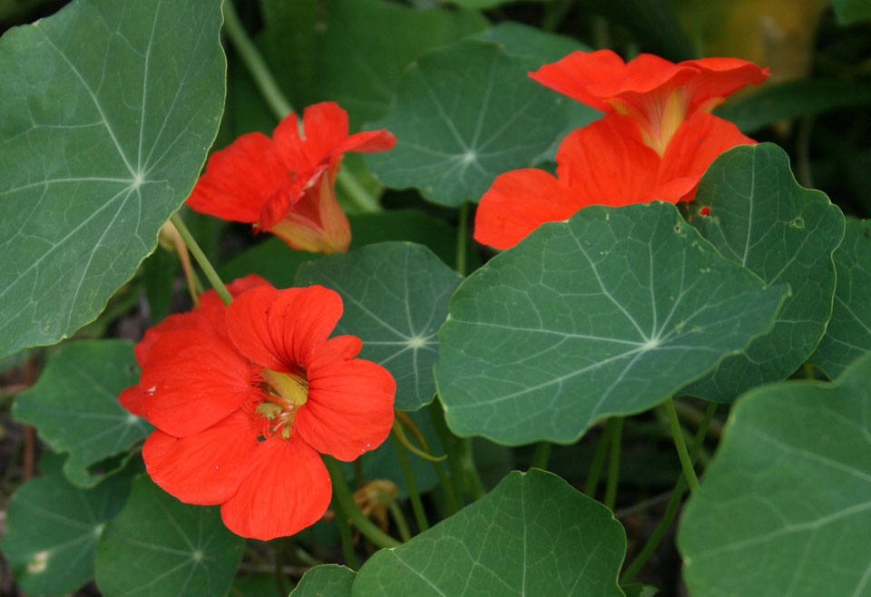 Der Kurs in meinem Garten - hausgaertnerinnens Jimdo-Page!