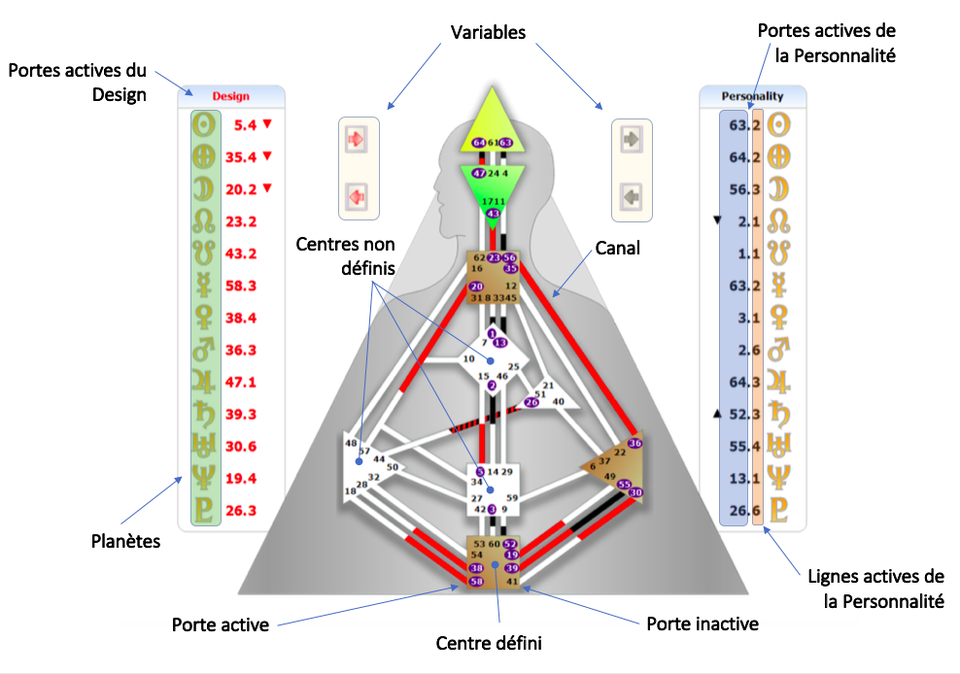 Le Schéma Corporel en Design Humain.