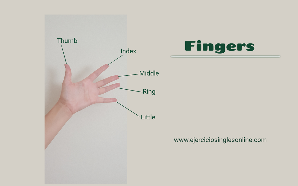 Partes del cuerpo Ejercicios inglés online