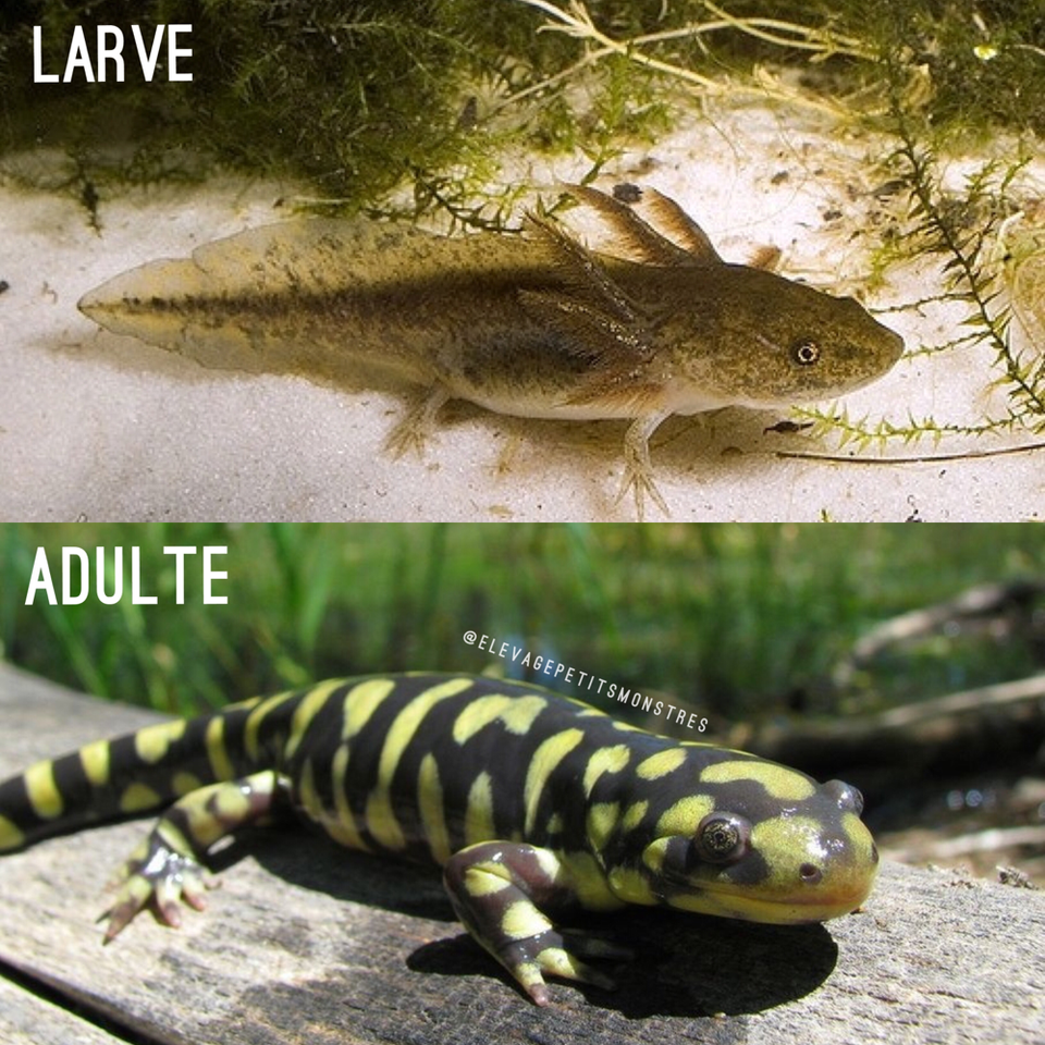 Qu'estce qu'un axolotl ? Site de axoexo Qu'estce qu'un axolotl ? Site de axoexo