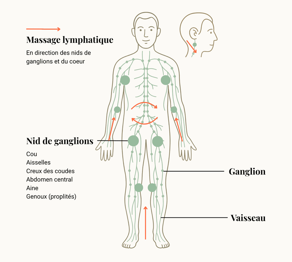 Schéma système lymphatique
