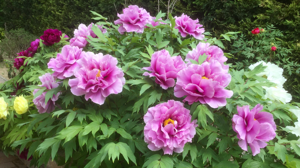 пион песня дождя описание. пион песнь. пион песнь ветра. пион древовидный голубой лотус. пион koningin wilhelmina.