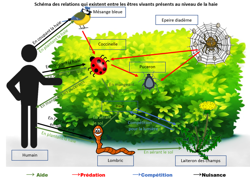 Cycle De Vie Animaux Etres Vivants Page De Garde Chapitre 5 : Notre environnement - Site de svtpmc
