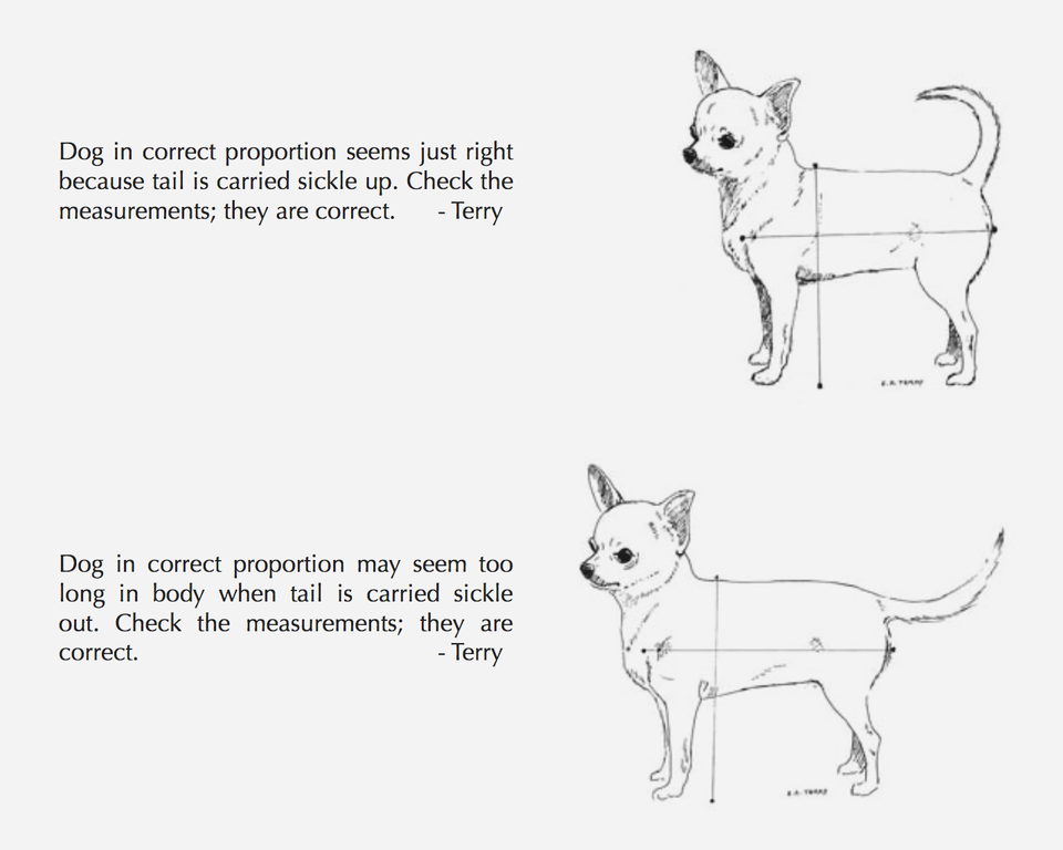 Чихуахуа собака стандарт породы. Рассказ о чихуахуа. Хвост у чихуахуа стандарт. Описание собаки чихуахуа внешний вид. Описание внешности чихуахуа.