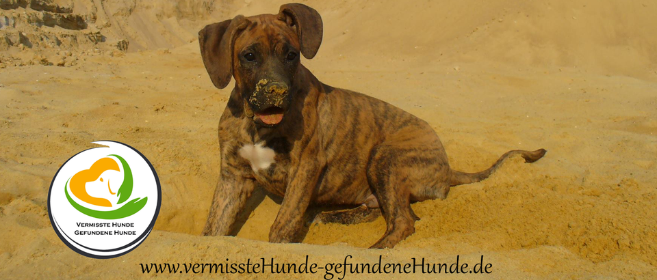 Entlaufene Hunde "locken" nicht "fangen" ! vermisste Hunde