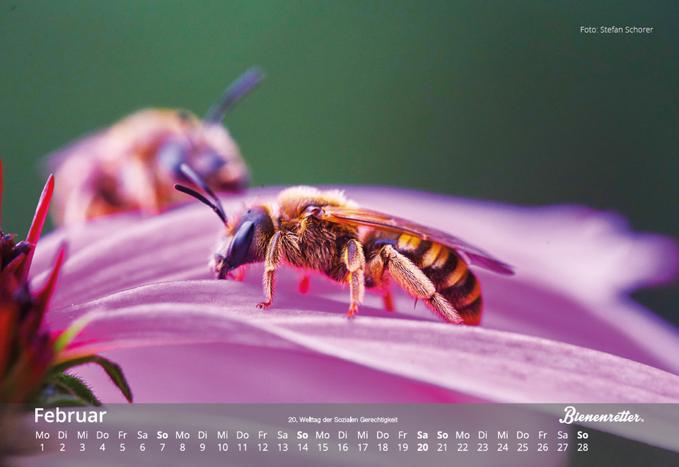 Mit Bienen durchs Jahr: Der Bienenretter Charity-Kalender 2021 ist da 