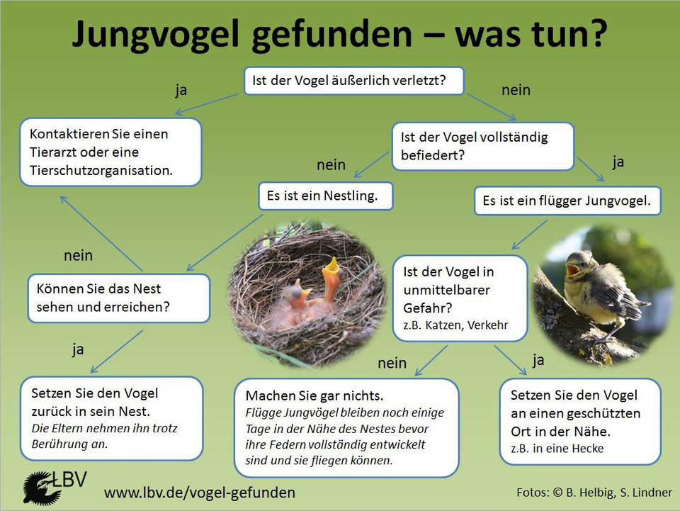 Aus dem Nest gefallen? Was tun?