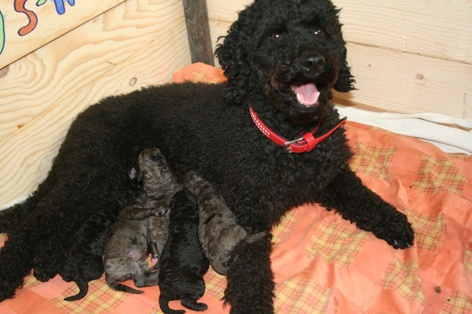 1.Woche merlepudels Webseite!