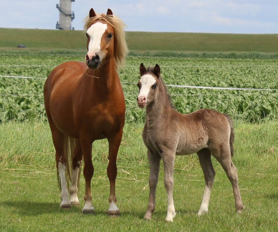 Oostdijk's Ceridwen Mandos, colt, black, 10-05-2025 by Islyn Derwyn out of Oostdijk's Ceridwen Maëlynn, he is sold to Germany