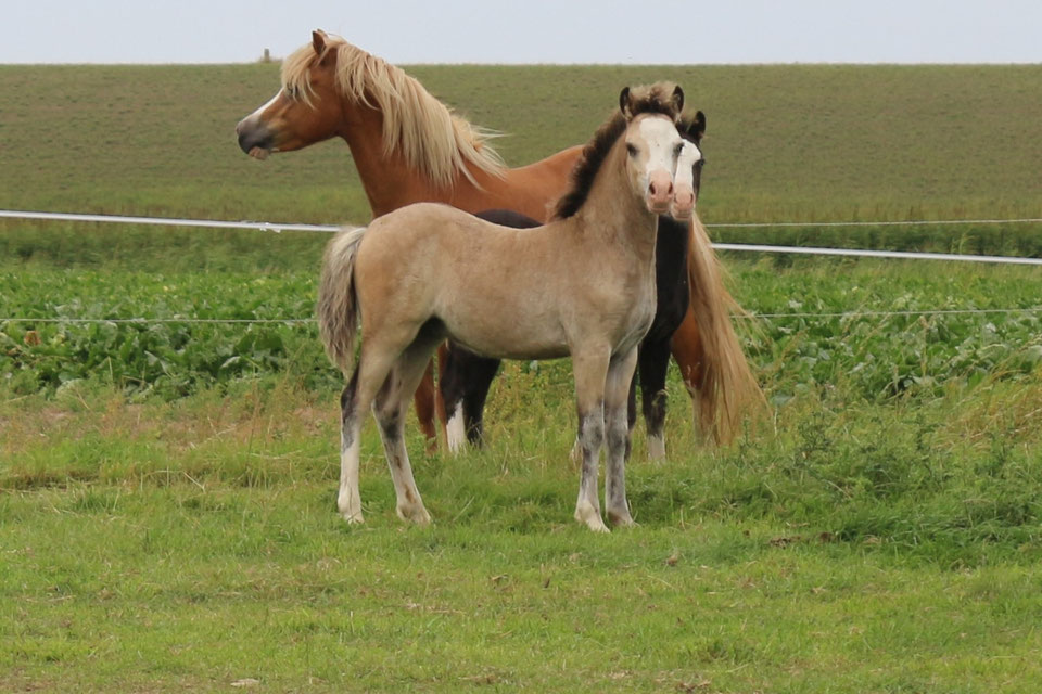 Oostdijk's Ceridwen Manwë, colt, buckskin, 08-05-2025 by Islyn Derwyn out of Oostdijk's Ceridwen Míriel, Ster