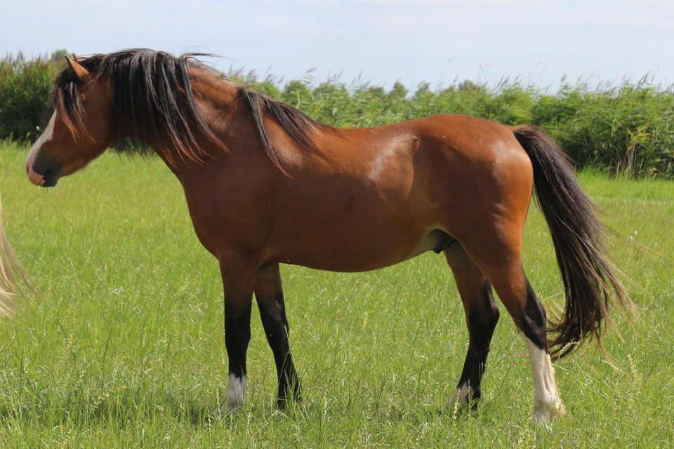 Beukenhofs Boyd, colt, 2023 (Beukenhofs Jayson x Vinkenhofs Serenity, Keur) enjoying his time of stud duties! We are very pleased with how he is developing!