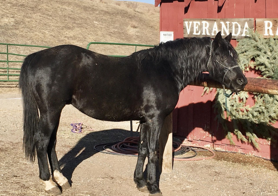 Foundation Horse Breeding Stallions