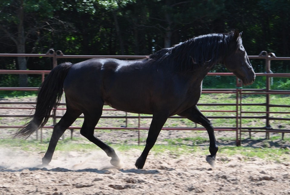 Foundation Horse Mares