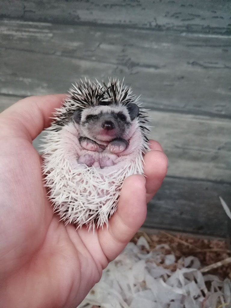Scofield // Geb. 11. 09.19 // male 