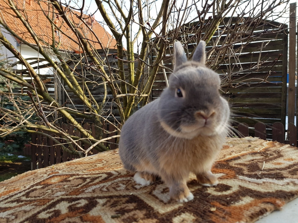 Farbenzwerge - Zwergkaninchenzucht Friedrich, Wernigerode