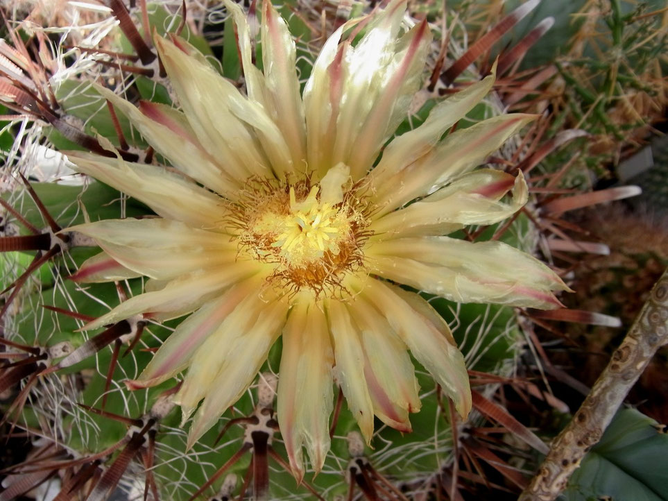 Ferocactus wislizenii