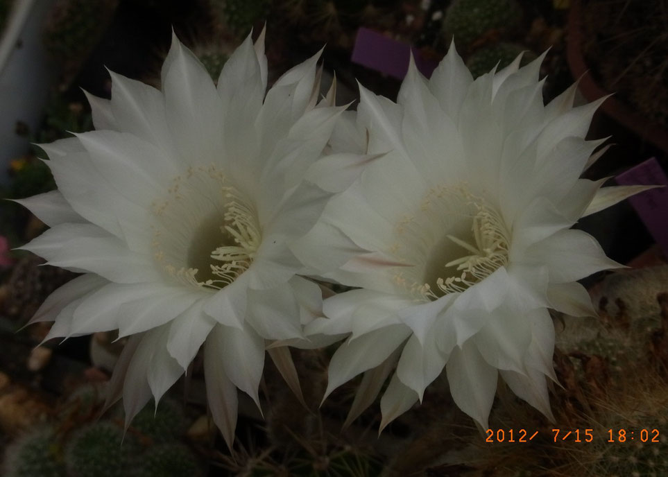 Echinopsis multiplex