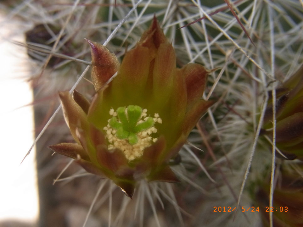 Echinocereus chloranthus