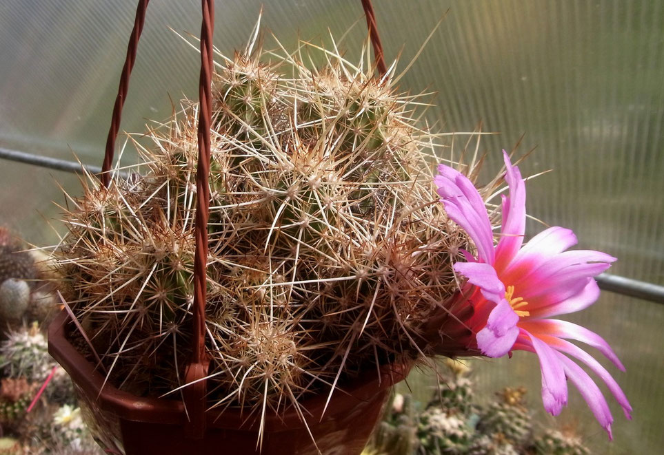 Echinocereus bartowleanus