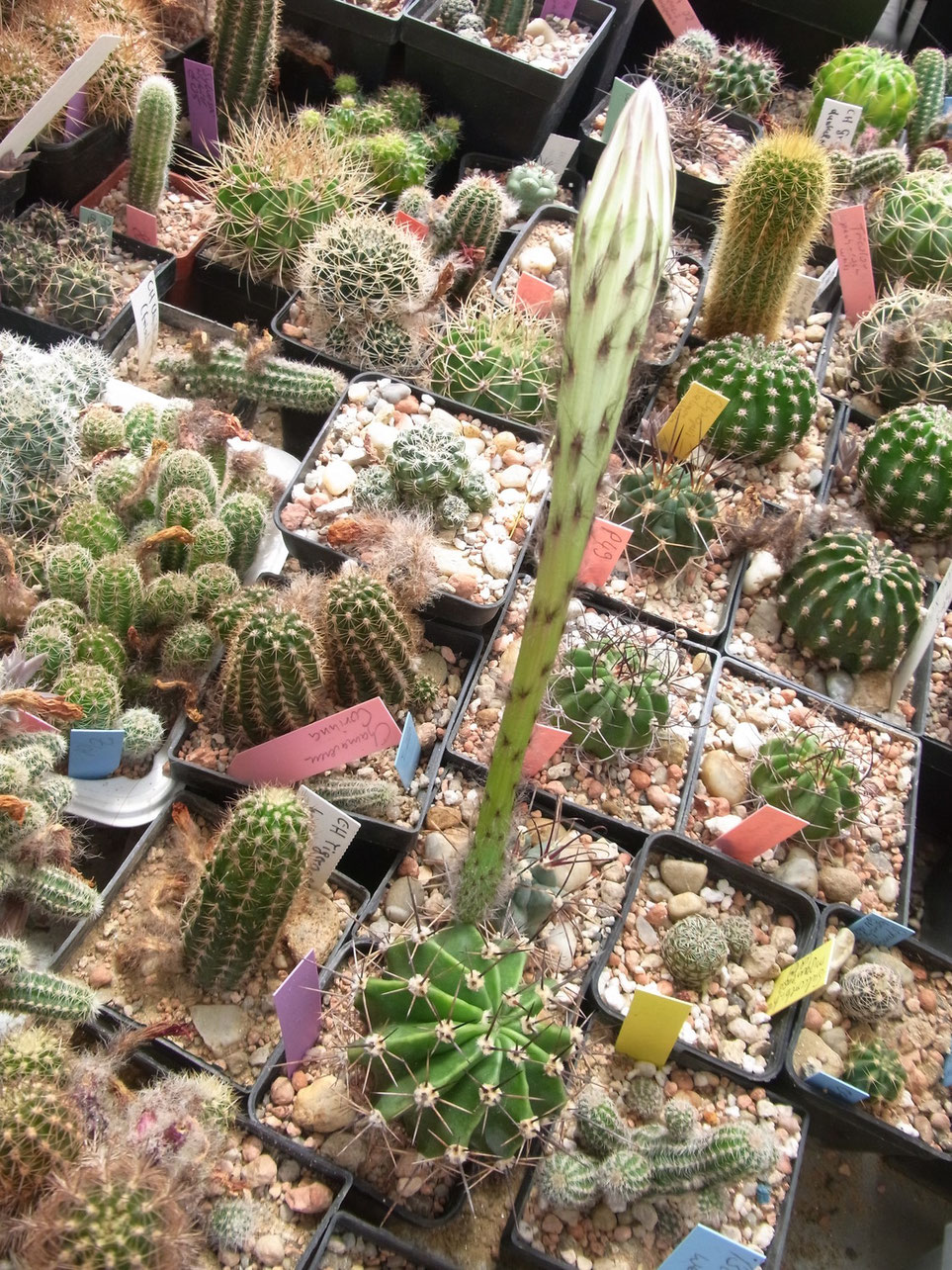 Echinopsis multiplex-Sämling mit seiner ersten Blüte