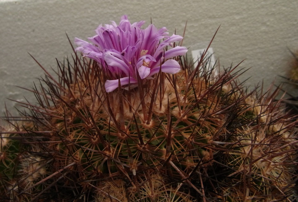 Echinofossulocactus diochracanthus