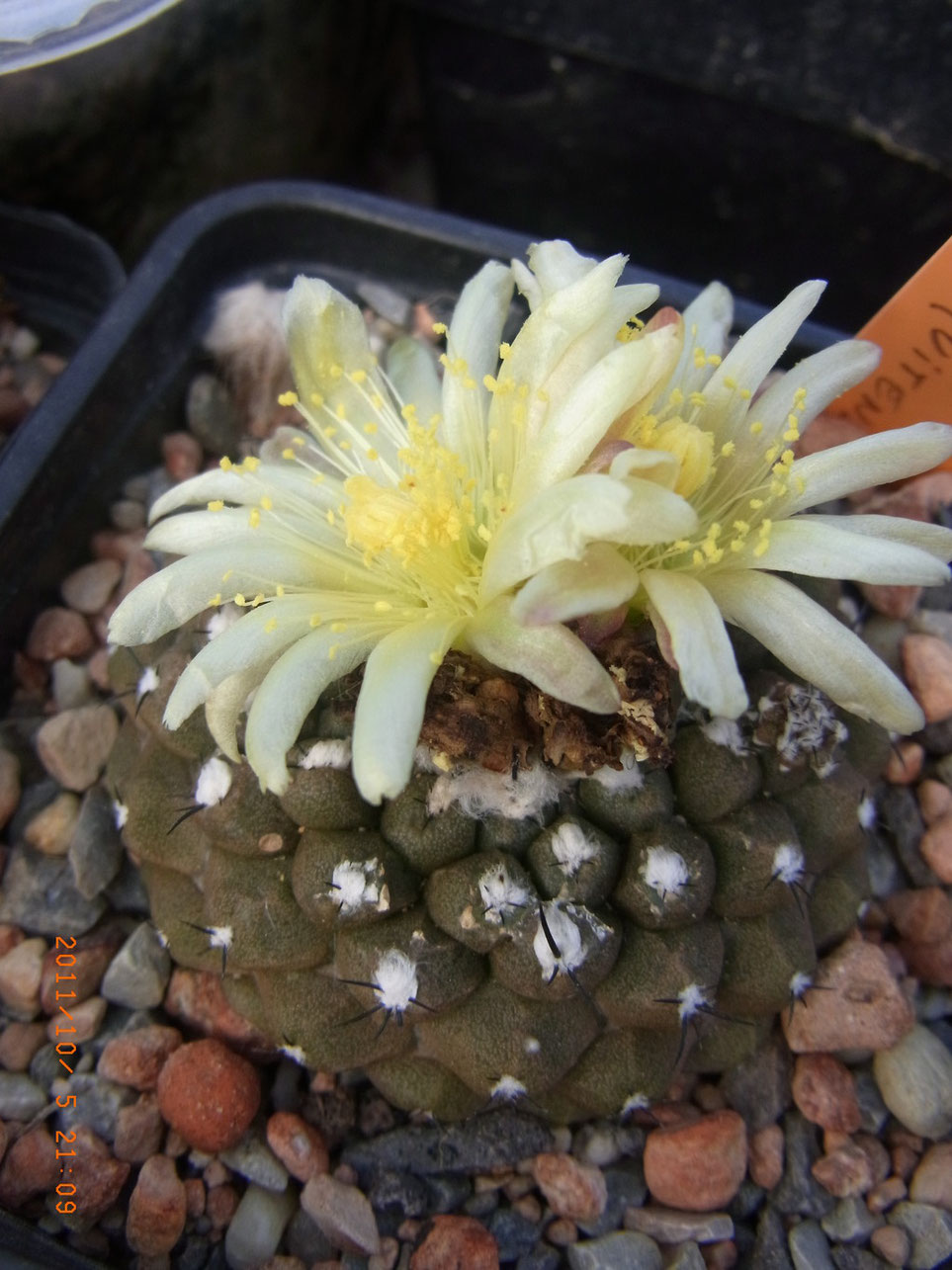 Copiapoa chiquitana