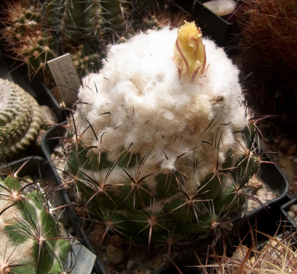 Coryphantha calipensis