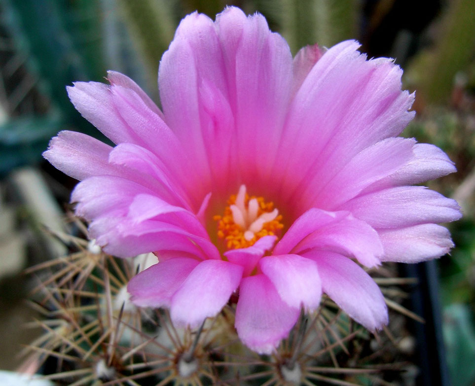 Coryphantha pseudoechinus