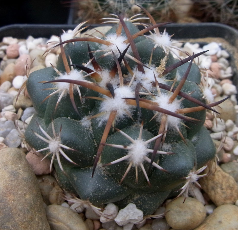 Coryphantha chvastikiana, 