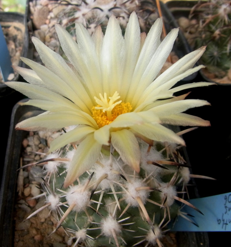 Coryphantha difficillis