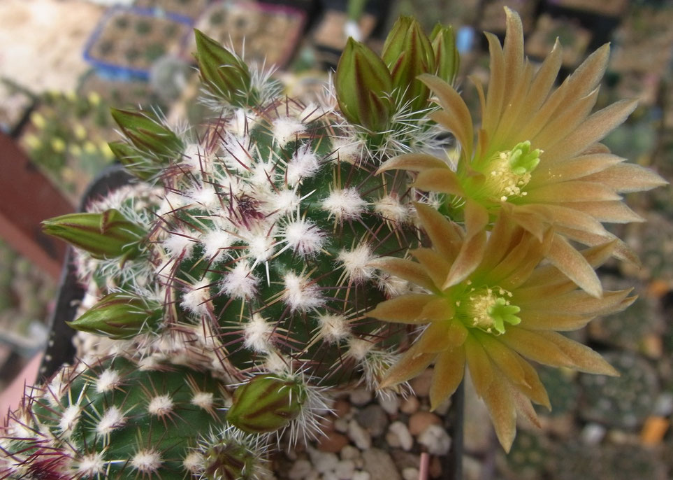 Echinocereus chloranthus v cylindricus