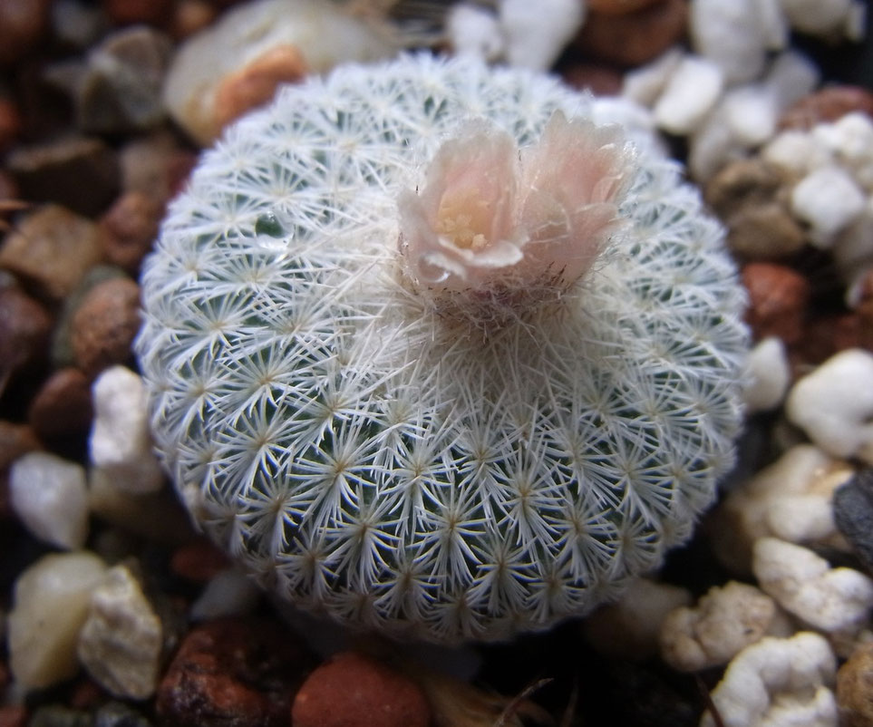 Epithelantha micromeris