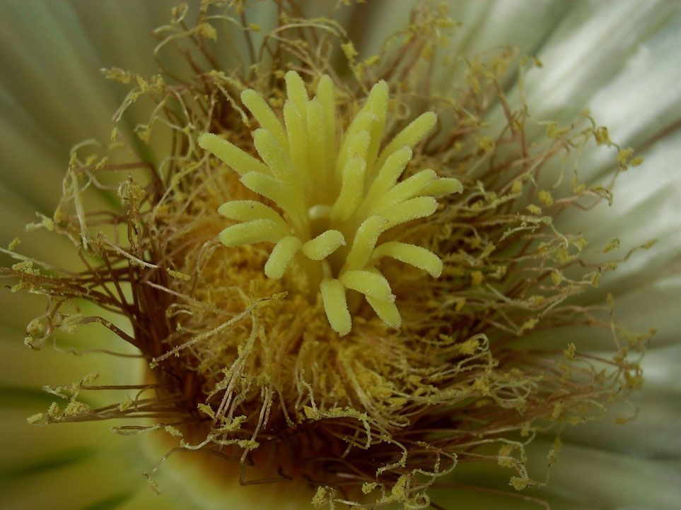 Ferocactus wislizenii