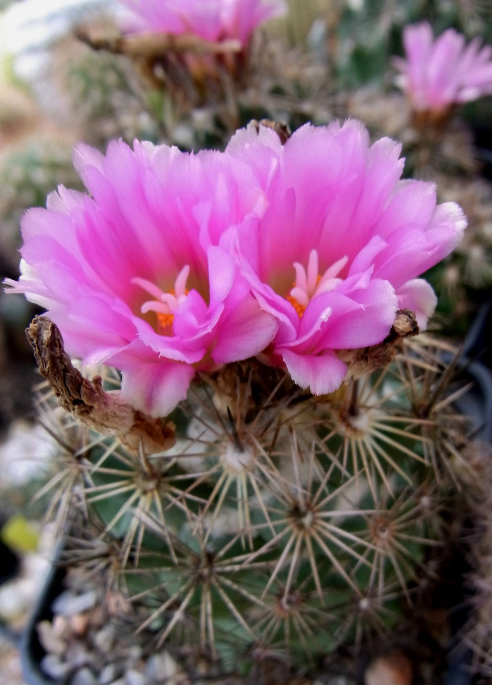 Coryphantha pseudoechinus