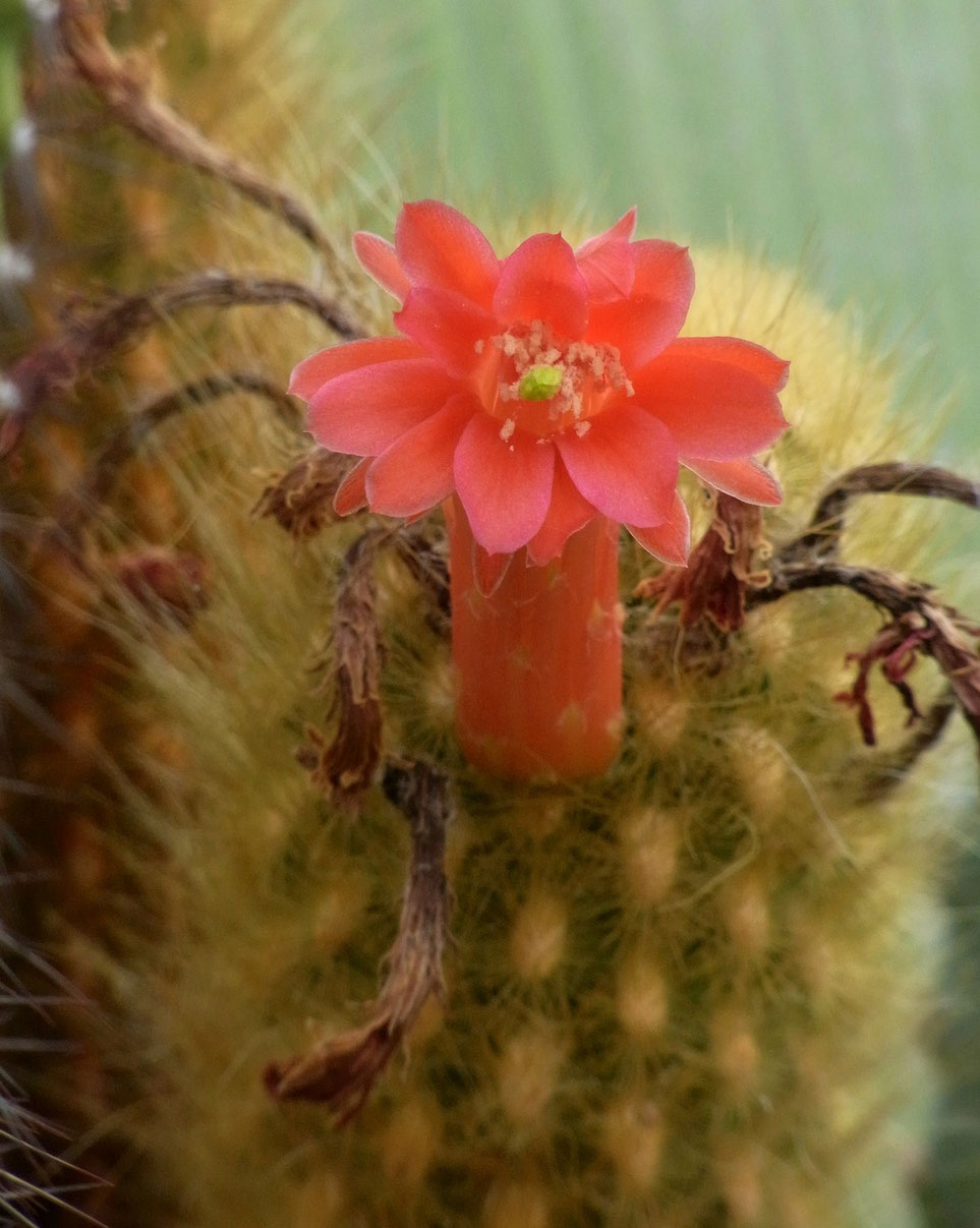 Borzicactus icosagonus