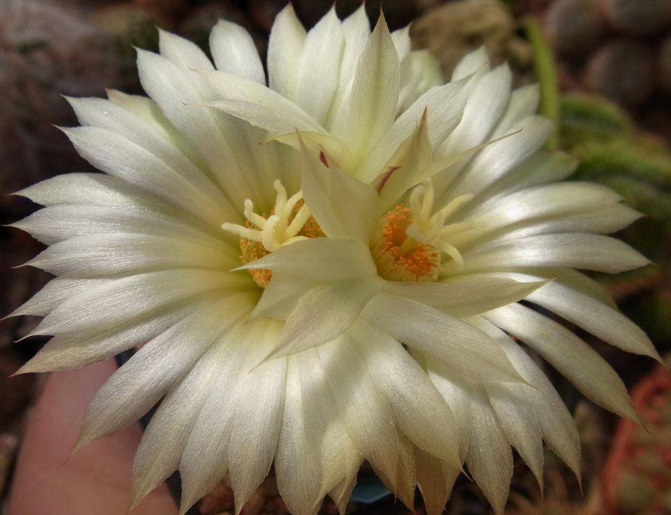 Coryphantha macrochele