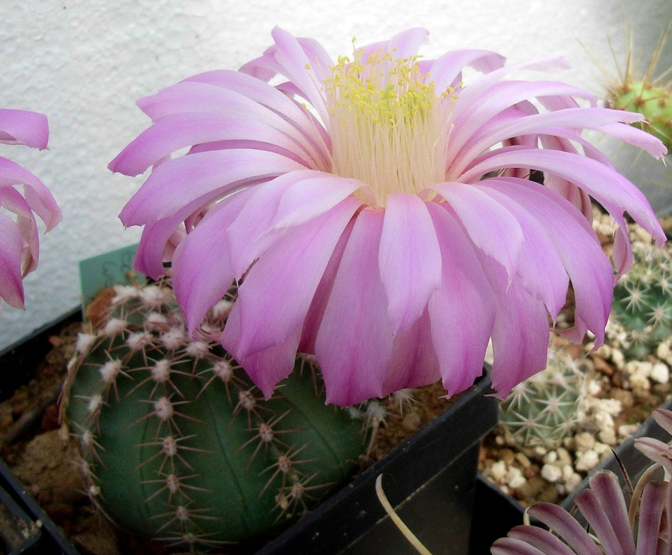 Echinocereus pulchellus v weinbergii