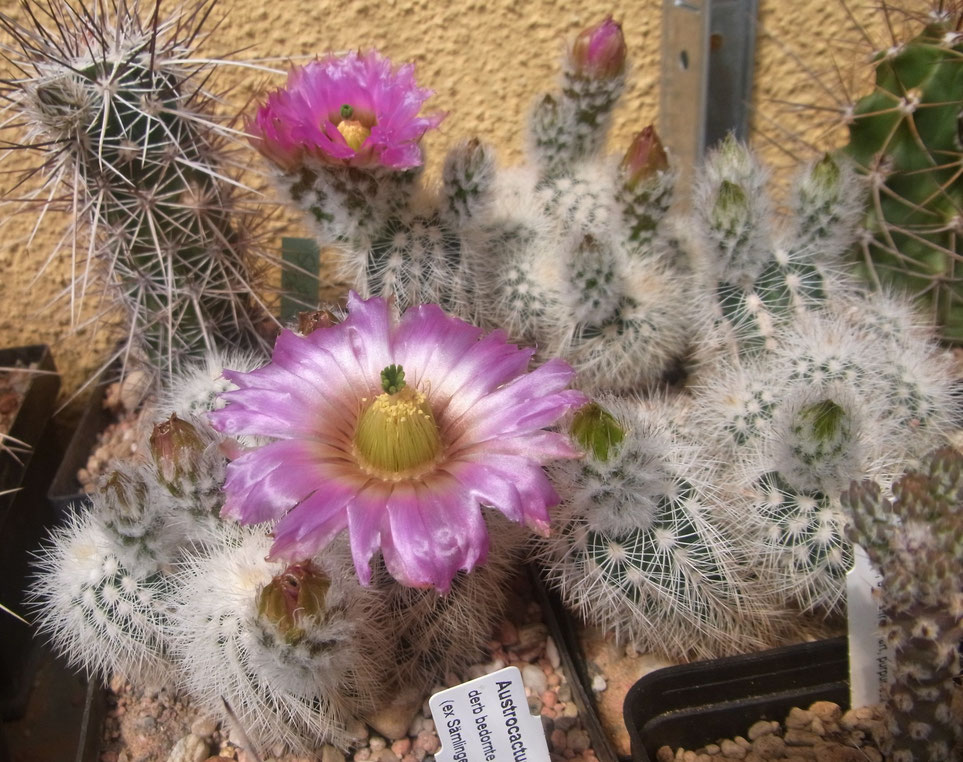 Echinocereus reichenbachii, weissdornig, stark sprossend, sehr gut frosthart