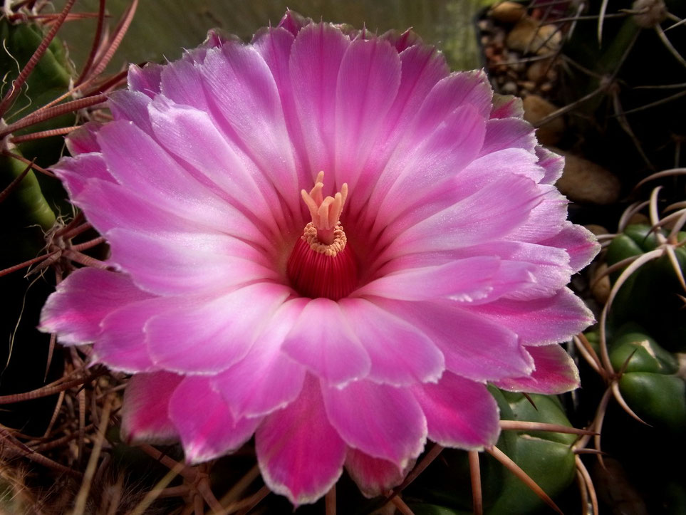 Coryphantha elephantides