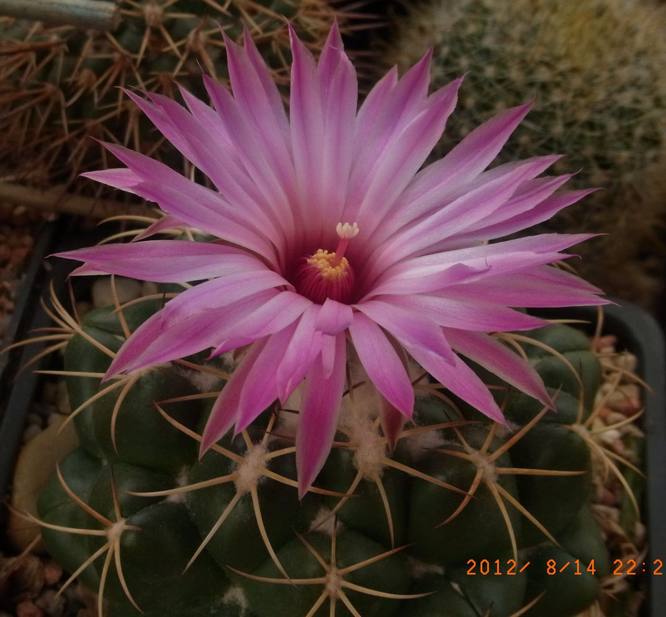 Coryphantha elephantides