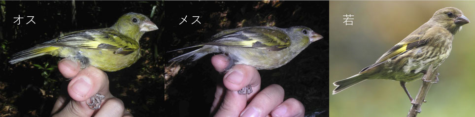 オガサワラカワラヒワ　オスメス若鳥の比較