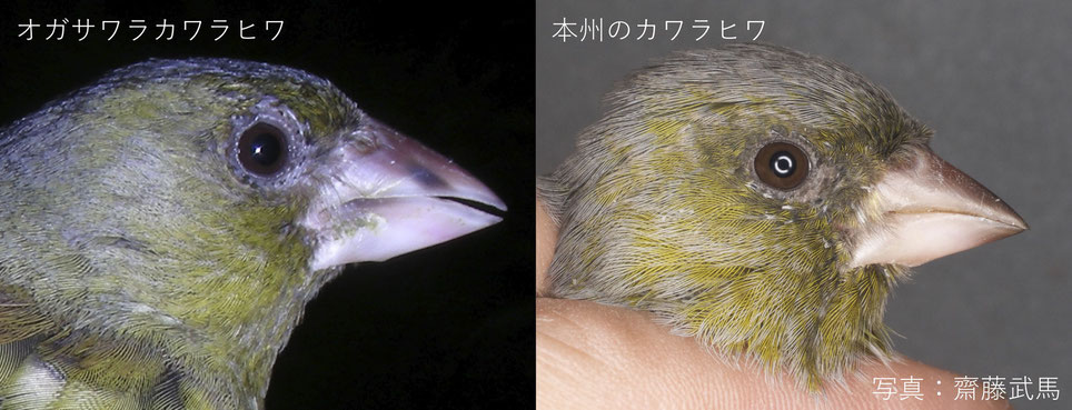 オガサワラカワラヒワ 嘴の比較