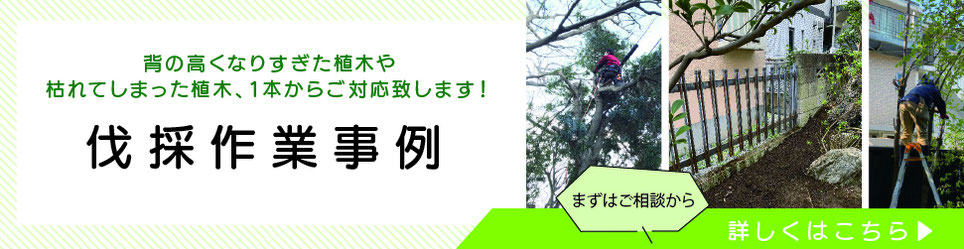 伐採作業事例
