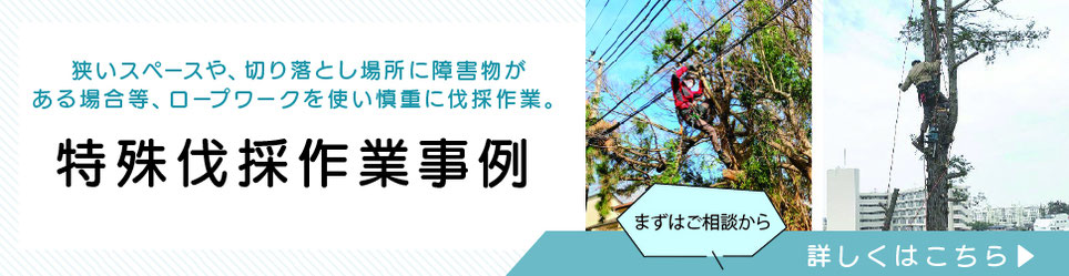 特殊伐採作業事例