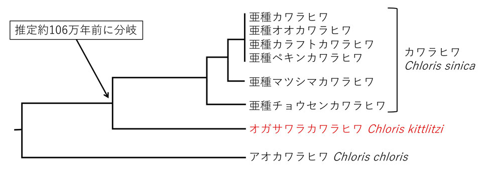 カワラヒワ類の系統樹