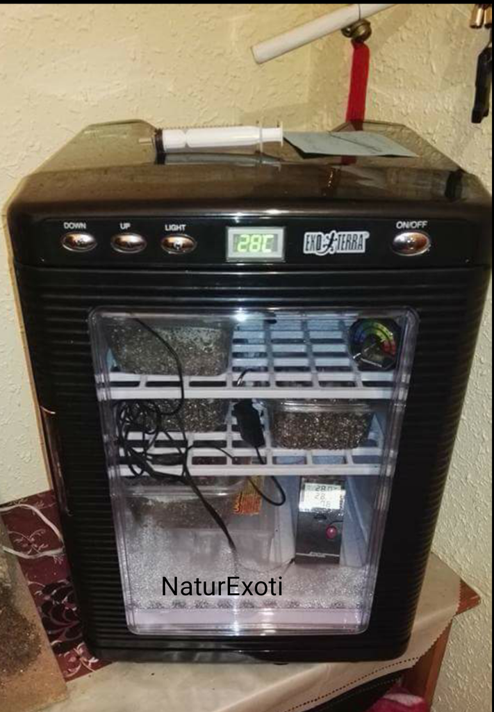 NaturExoti